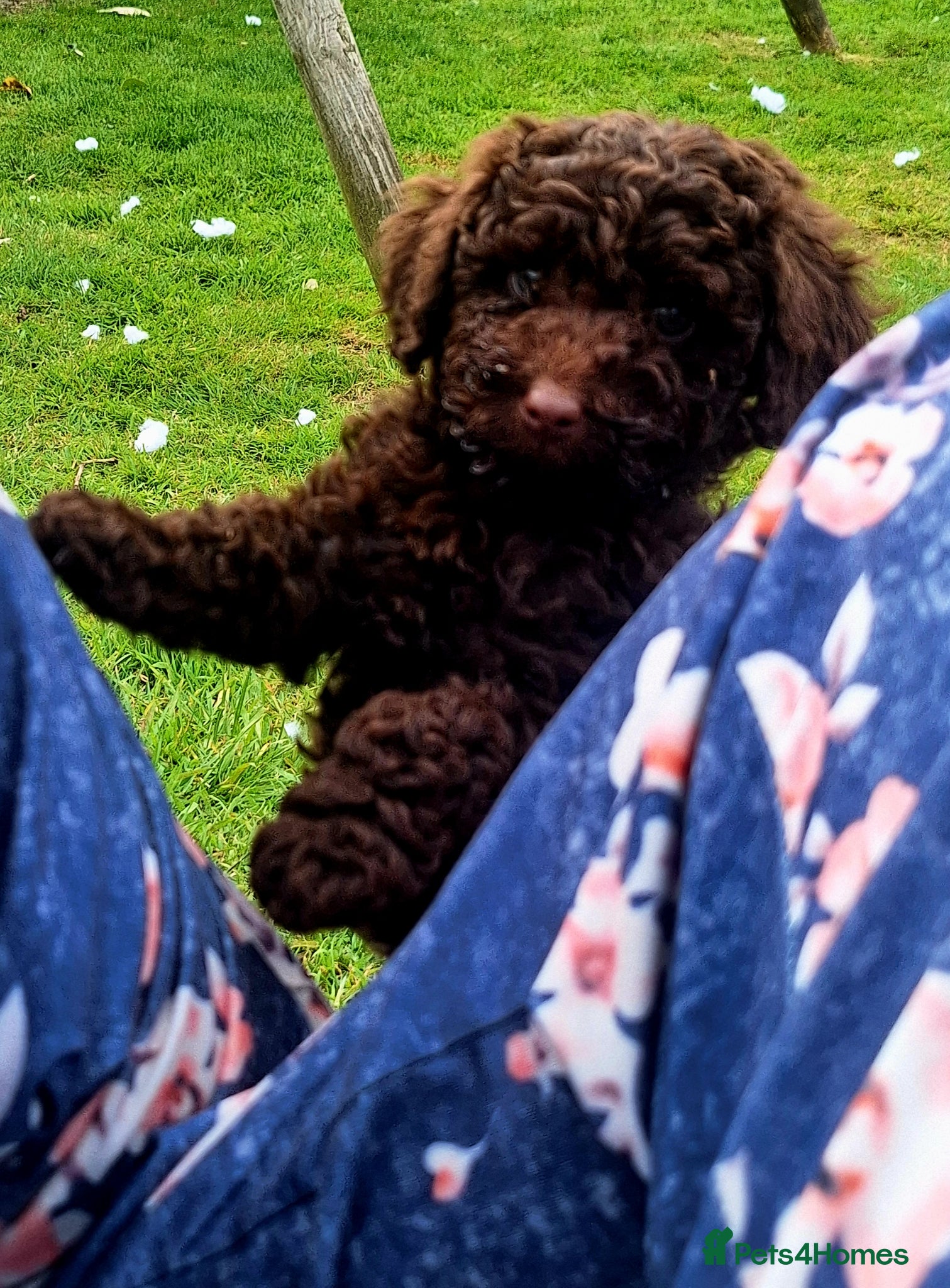 Cockapoo dogs READY for new homes F1b cockapoo puppies  - Advert 5