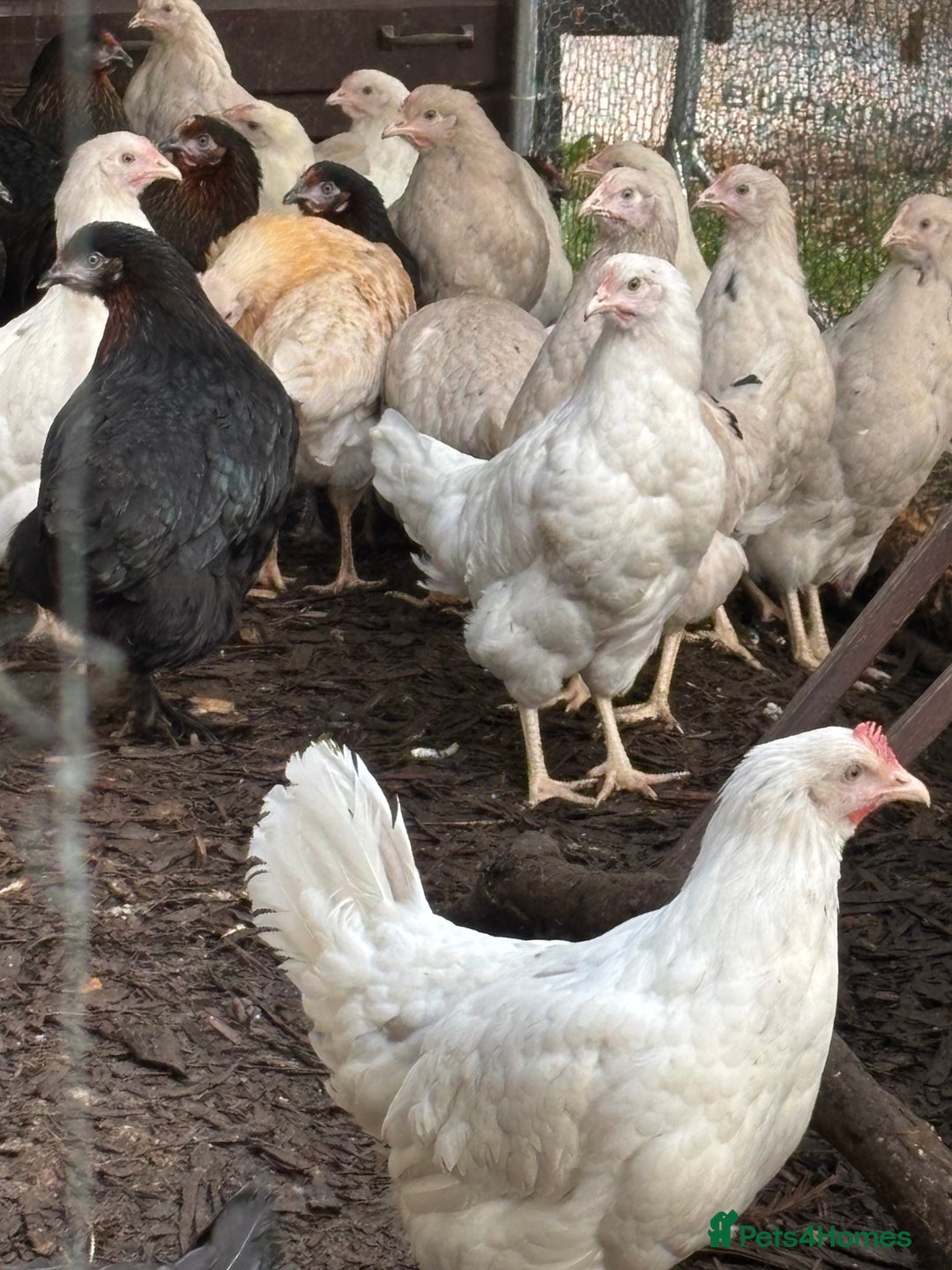 Chickens poultry for sale: Pol hybrid dark, blue and olive egg layers  - Image 6