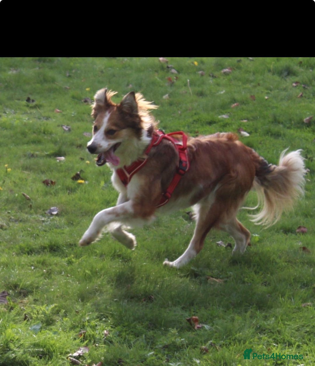 Welsh Collie dogs for sale: Female Welsh collie for sale - Image 1