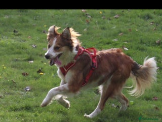 Welsh Collie dogs for sale - Advert 1