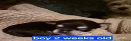 Morkie dogs for sale: Morkie puppies - Advert 3
