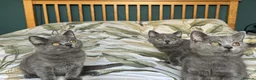 British Shorthair cats for sale: British Shorthair kittens - Advert 3