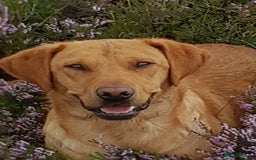 Labrador Retriever dogs for sale: Beautiful Fox Red girls available - Image 2