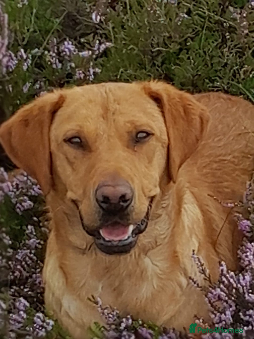 Labrador Retriever dogs for sale: Beautiful Fox Red girls available - Image 2
