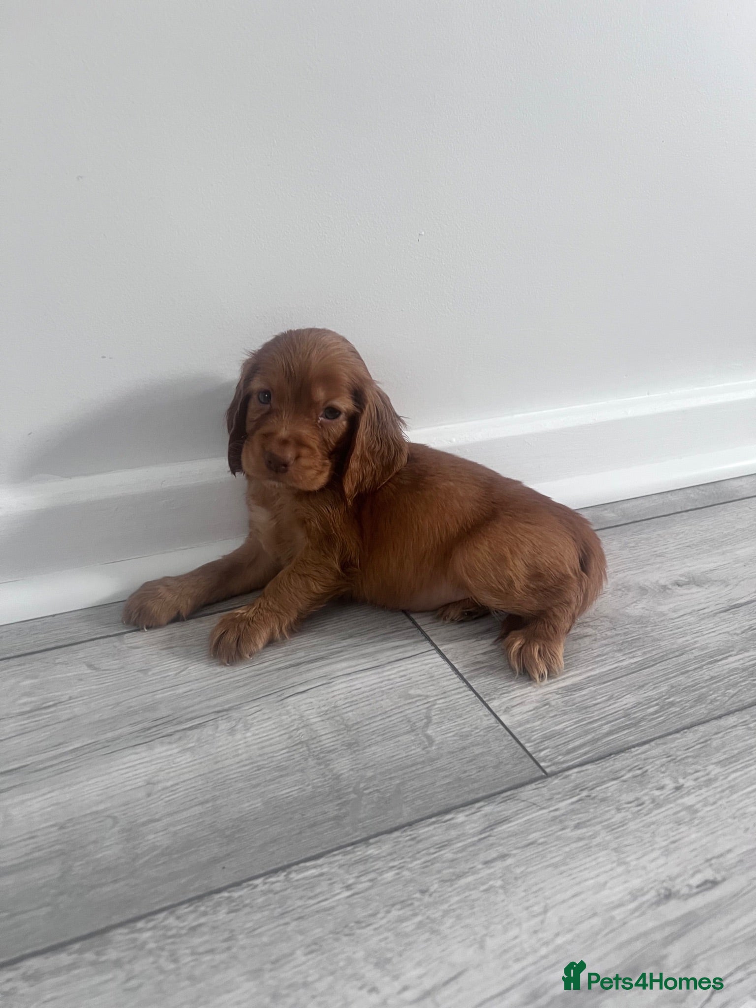 Cocker Spaniel dogs Outstanding Cocker spaniels - Advert 2