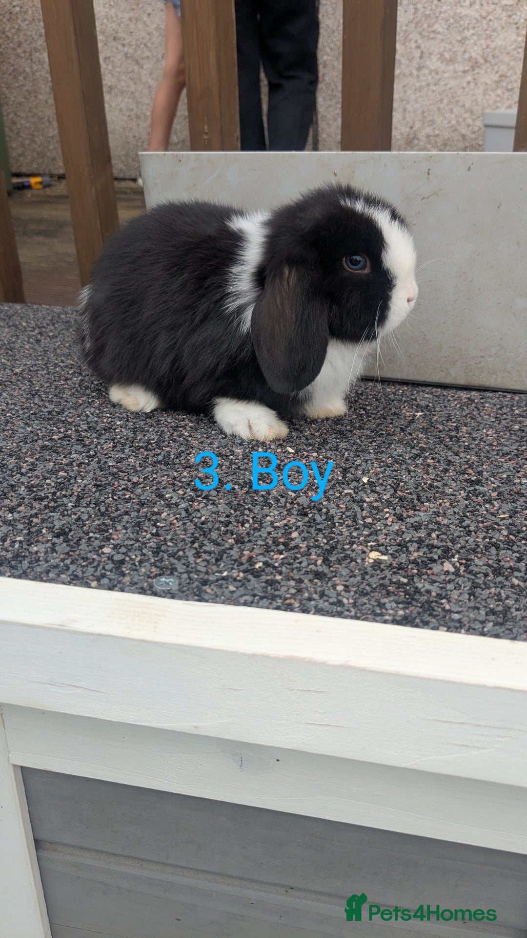 Mini Lop rabbits for sale: Mini lop babies  - Image 3