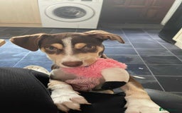 Mixed Breed dogs for sale: CeCe  - Image 2