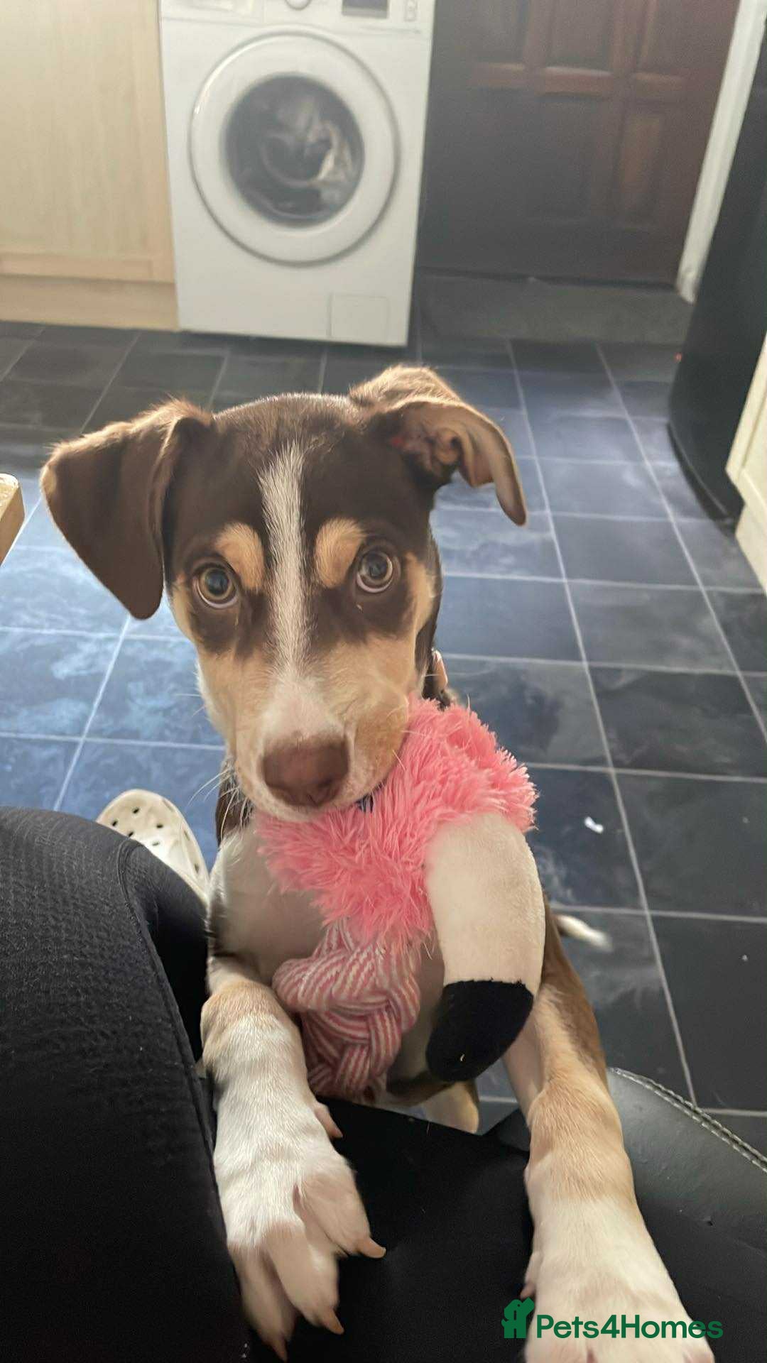 Mixed Breed dogs for sale: CeCe  - Image 2