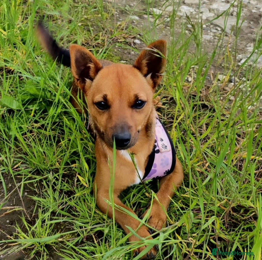 Jack Russell dogs Red JRT "Blanche" - Advert 1