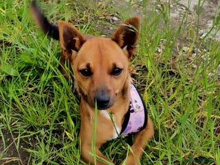 Jack Russell dogs Red JRT "Blanche" - Advert 1