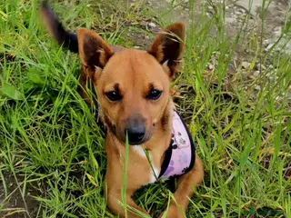 Jack Russell dogs Red JRT "Blanche" - Advert 7