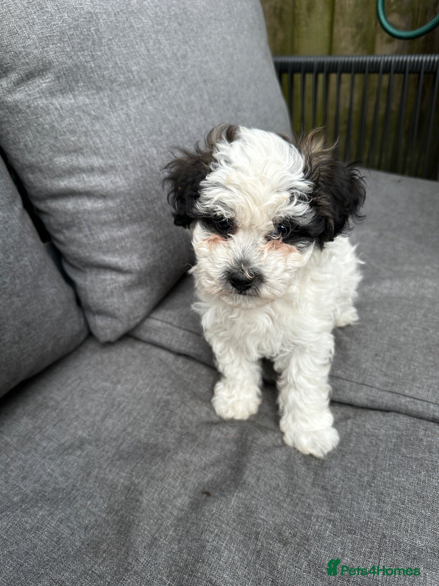 Bichon Frise dogs Bichon Puppies  - Advert 5