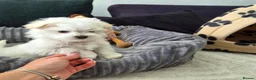 Maltese dogs for sale: 🐶Exceptional Maltese Puppies–ONLY 2 BOYS LEFT  - Advert 10