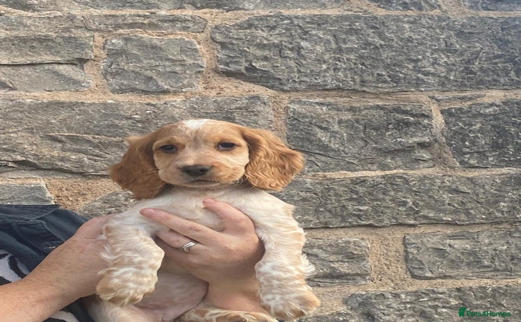 Cocker Spaniel dogs - Advert 2