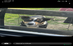 Border Collie dogs for sale: Border collie - Image 3