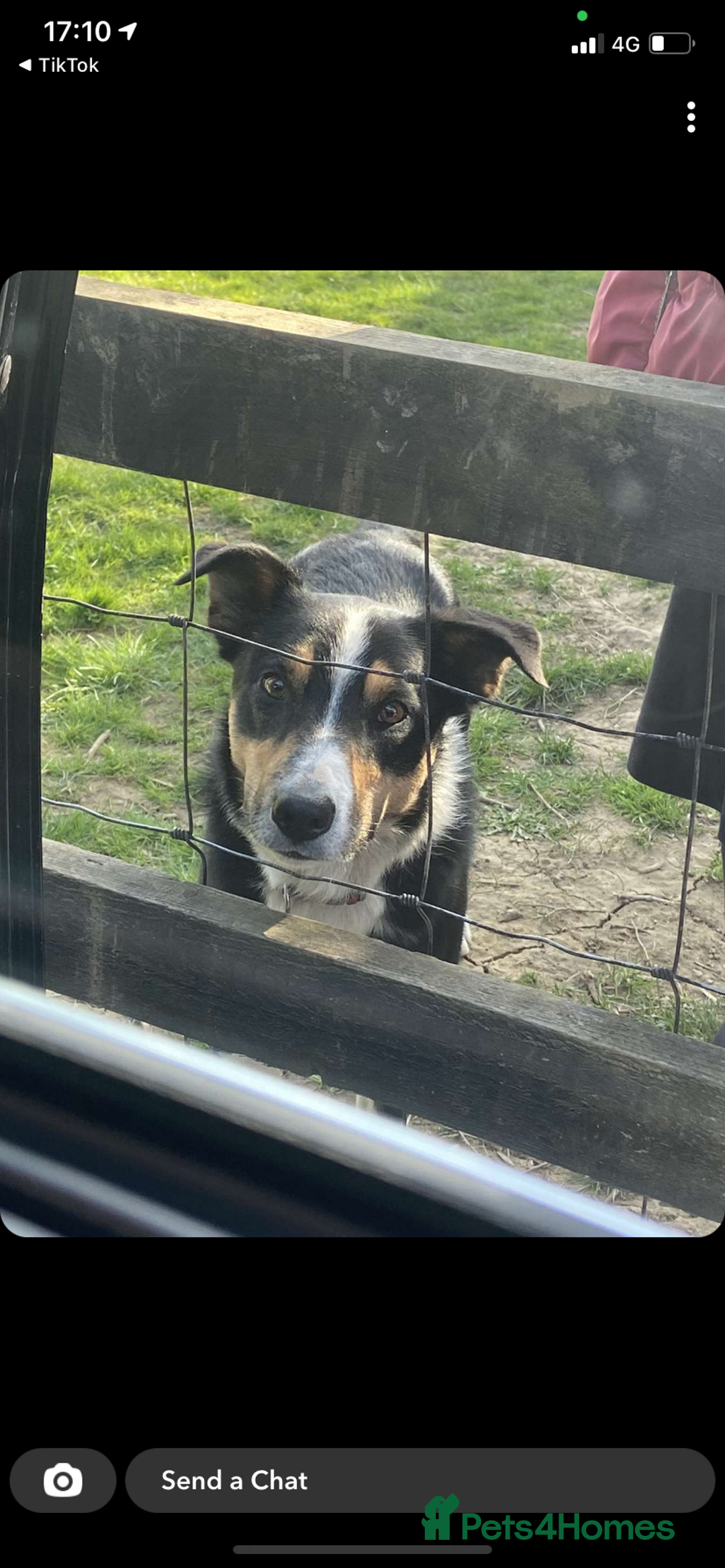 Border Collie dogs for sale: Border collie - Image 3