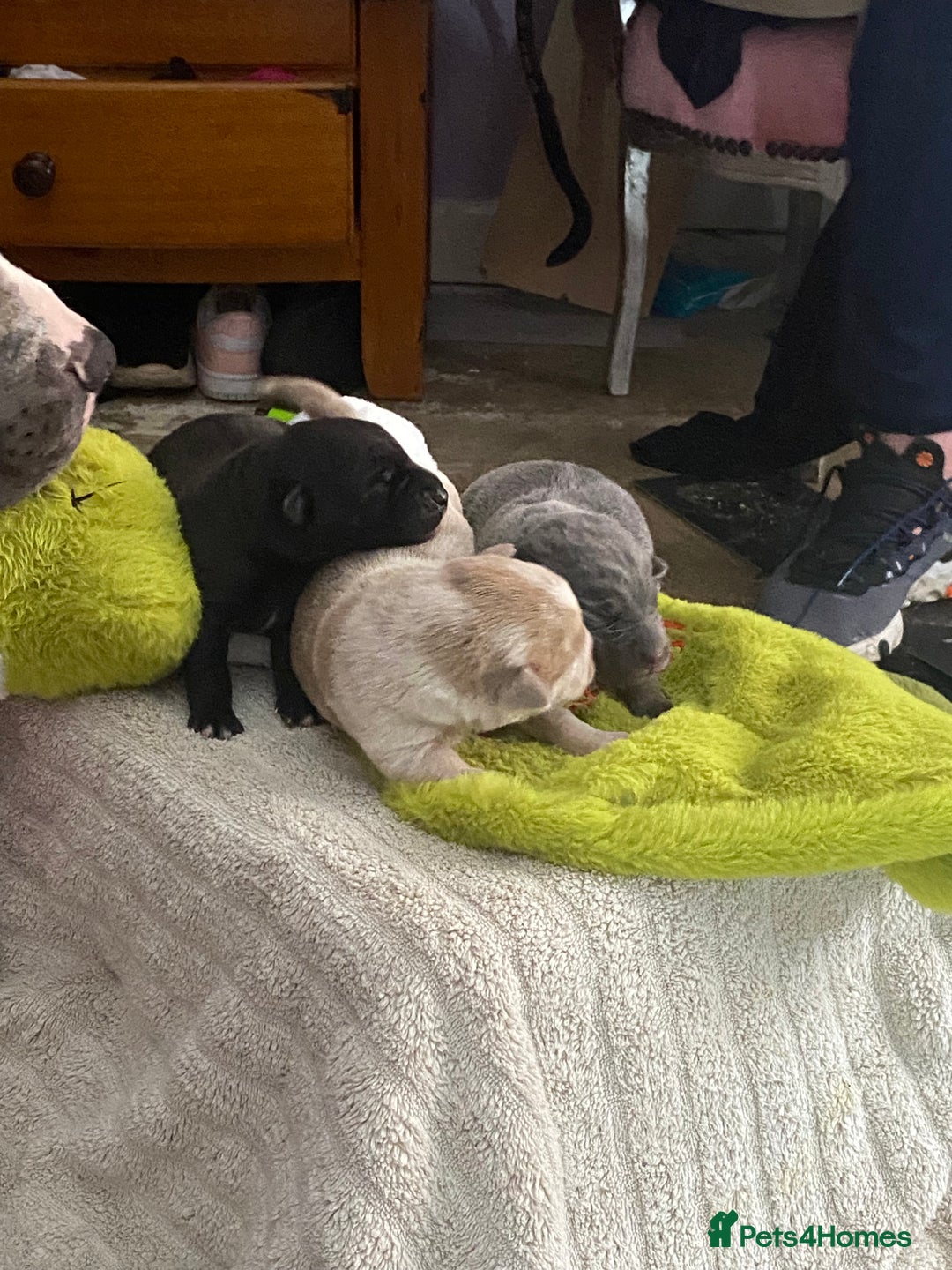 Mixed Breed dogs for sale: Can shepards - Advert 8