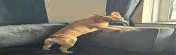French Bulldog dogs for sale: Rehome in Northampton - Advert 5