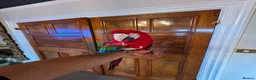 Macaws birds for sale: TAME & TALKING GREENWING MACAW - Advert 2