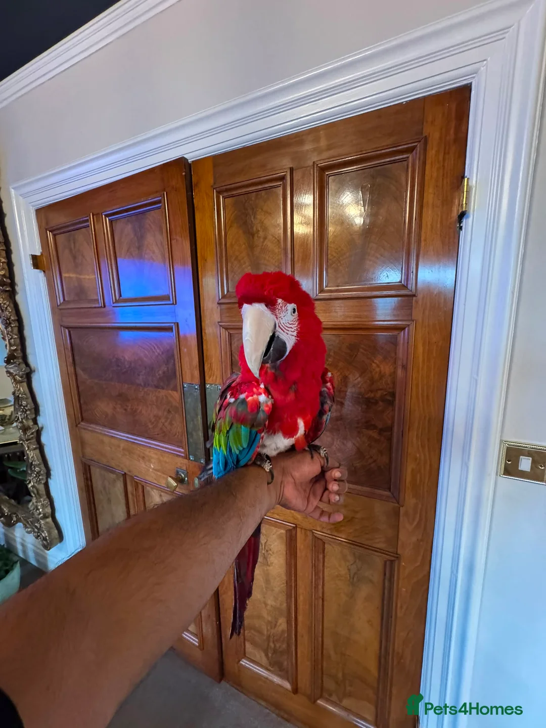 Macaws birds for sale: TAME & TALKING GREENWING MACAW - Advert 2