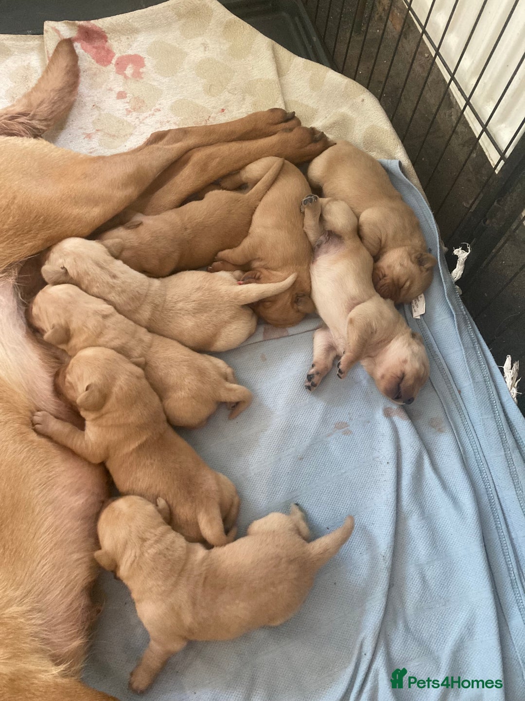 Goldador dogs for sale: Goldador  - Advert 4