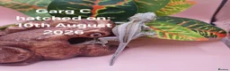 Gecko reptiles for sale: Gargoyle Gecko Hatchlings/Juveniles - Advert 5