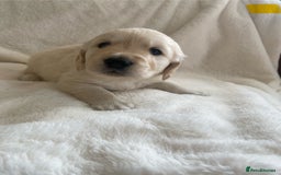 Golden Retriever dogs for sale: Fluffy Cream & Gold Golden Retriever Puppies - Image 28