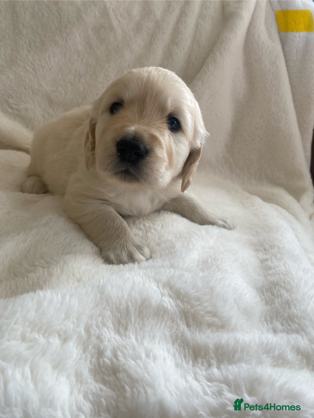 Golden Retriever dogs for sale: Fluffy Cream & Gold Golden Retriever Puppies - Image 28