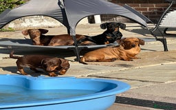 Miniature Dachshund dogs for sale: Stunning miniature Dachshunds PRA clear KC reg - Image 9