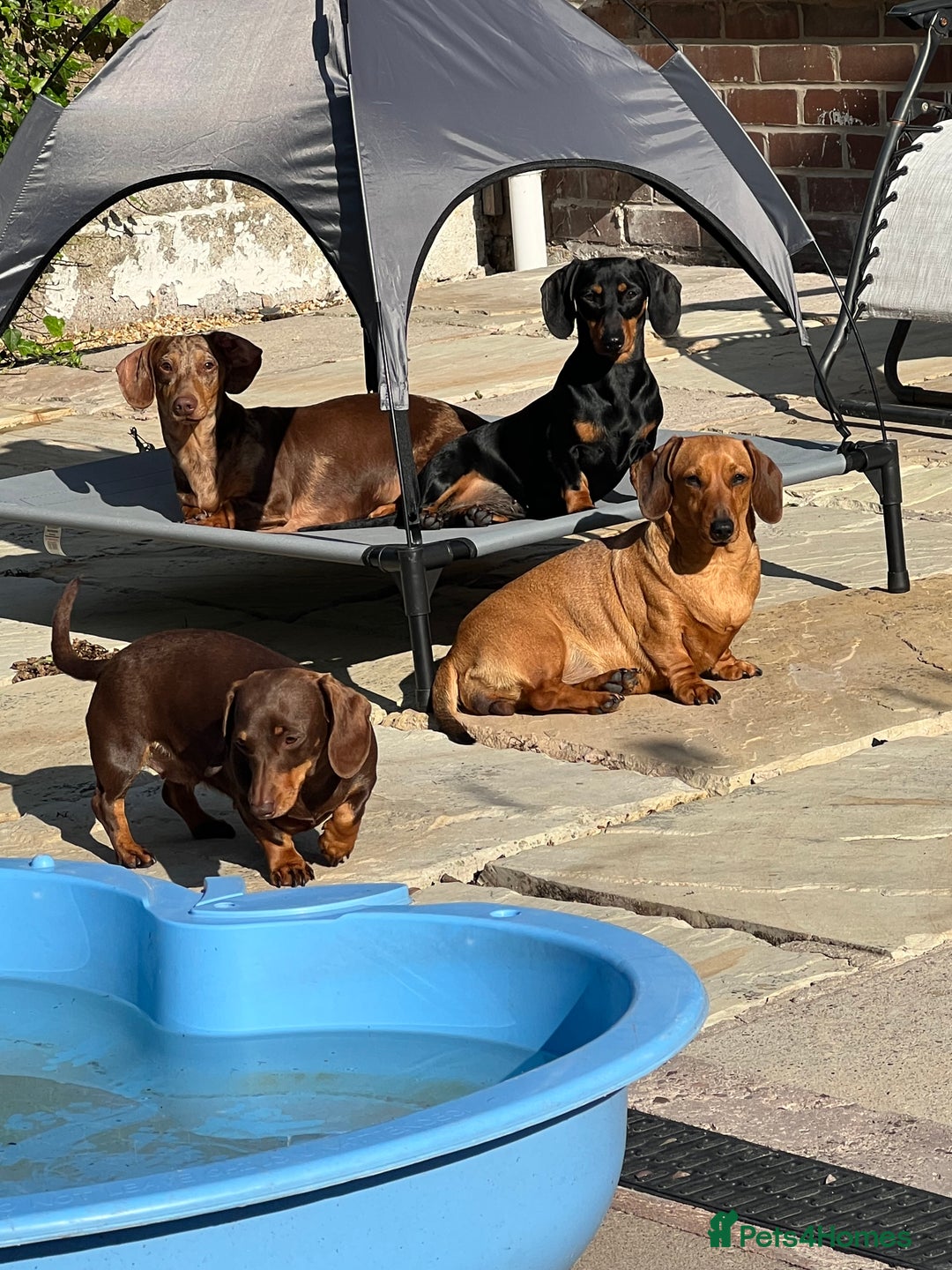 Miniature Dachshund dogs for sale: Stunning miniature Dachshunds PRA clear KC reg - Image 9