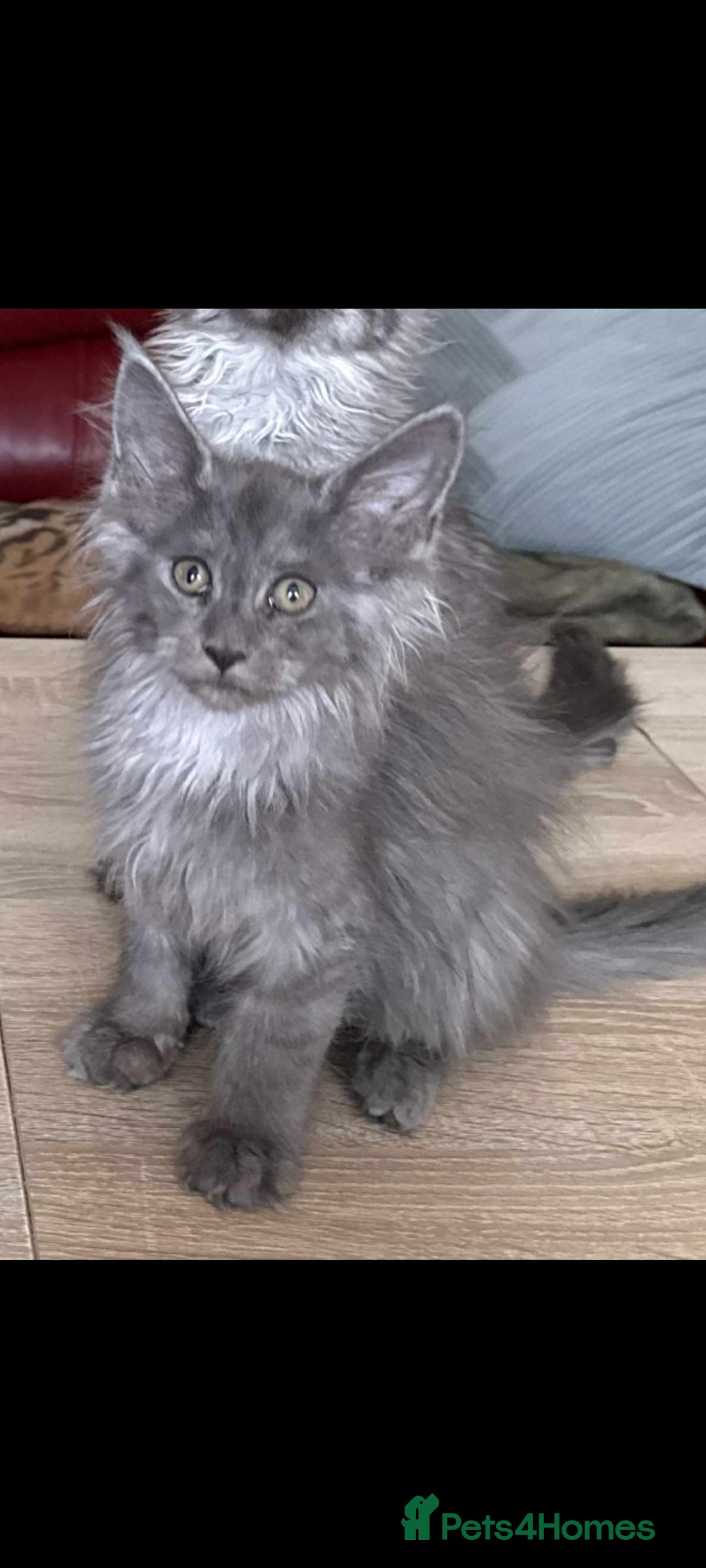 Maine Coon cats for sale: Maine Coon kittens registered with GCCF - Image 9