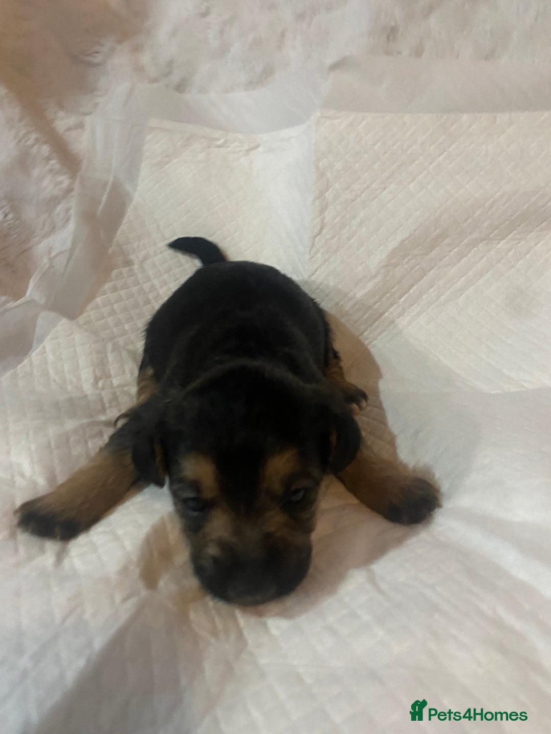 Jackapoo dogs for sale: Jackapoo puppies - Advert 2