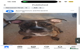 Mixed Breed dogs for sale: Male and female dogs - Image 3