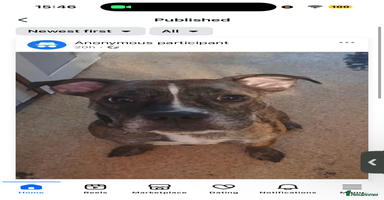 Mixed Breed dogs - Advert 5