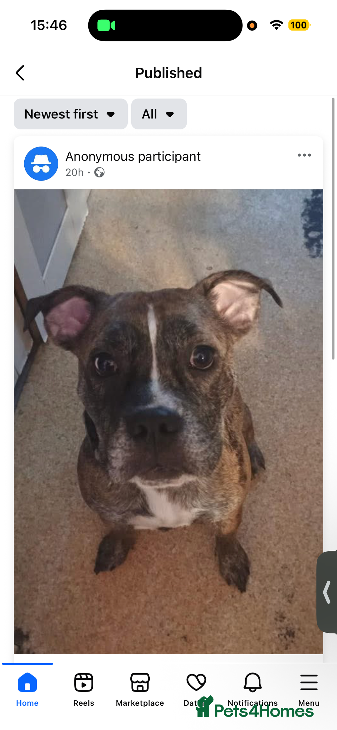 Mixed Breed dogs for sale: Male and female dogs - Image 3