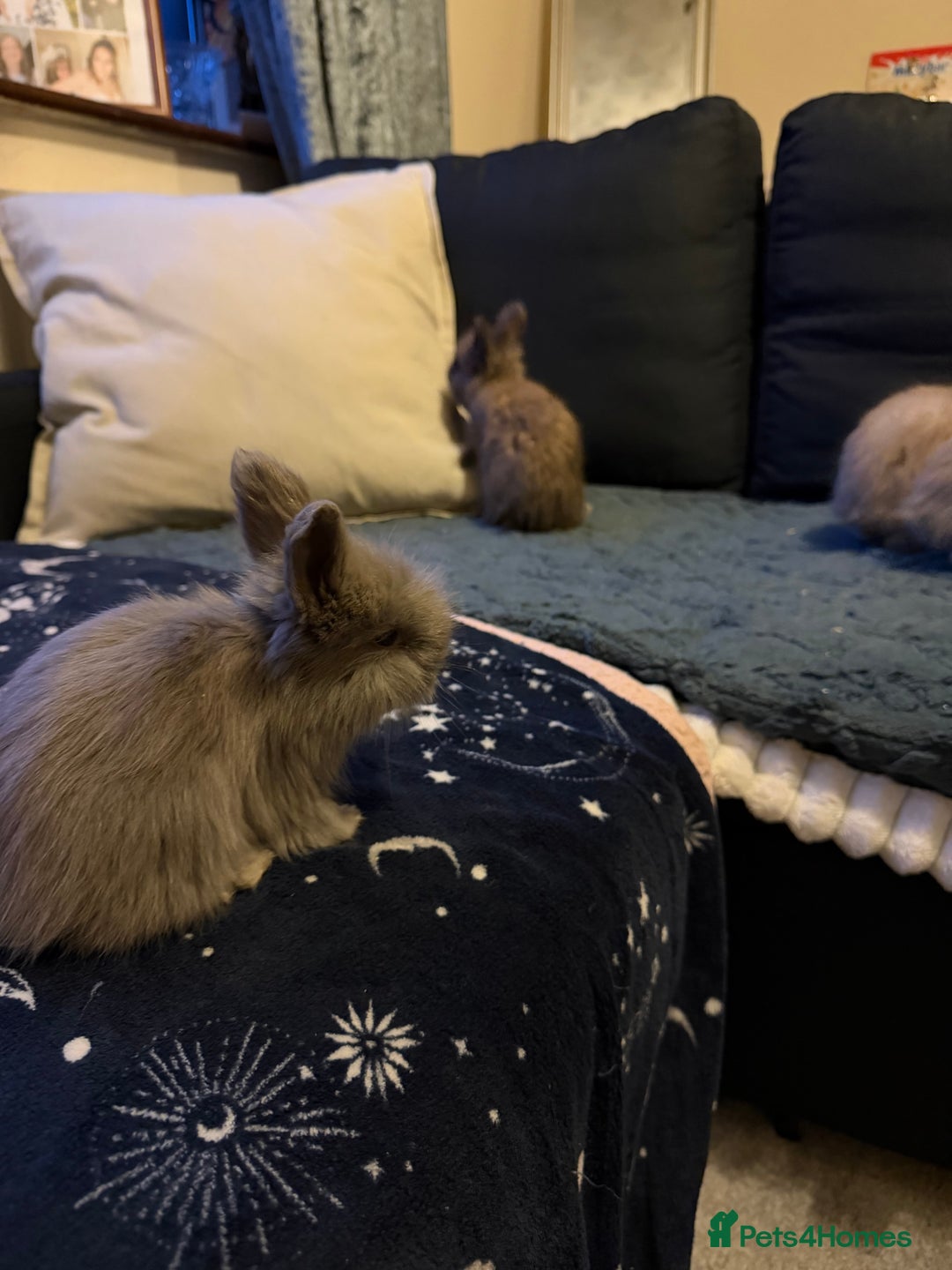 Angora rabbits for sale: Beautiful baby angora rabbits available  - Advert 9