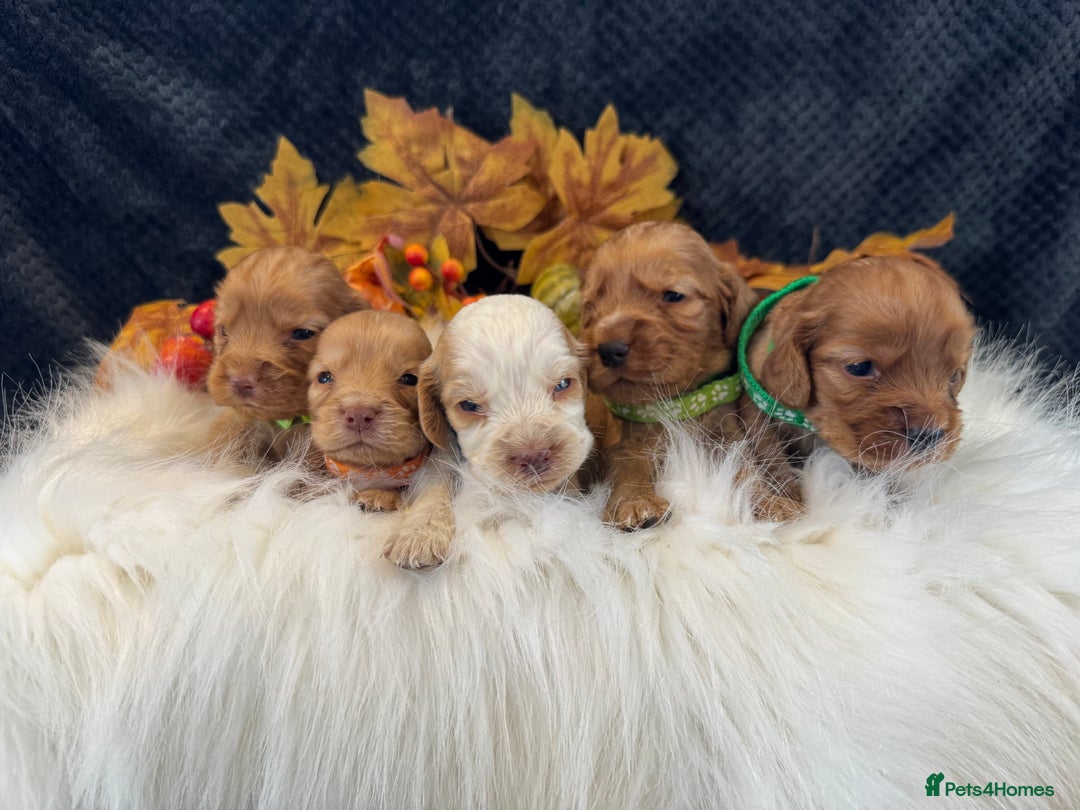 Cocker Spaniel dogs for sale: 🐾 🌟 Exceptional Show Type Cocker Spaniels 🐾 🌟 - Image 6