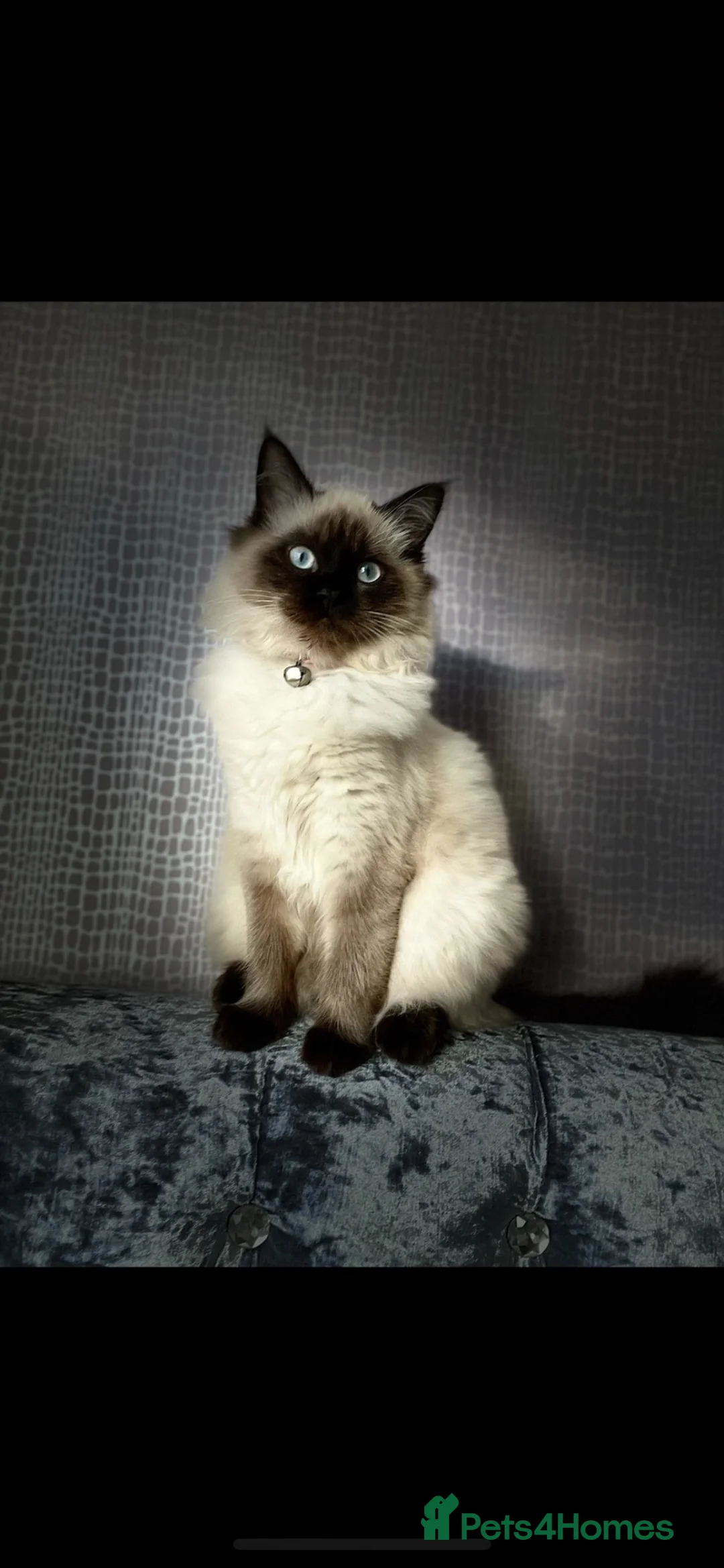 Ragdoll cats for sale: Ragdoll/ mixed  - Advert 2