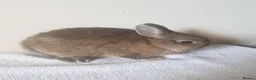 Netherland Dwarf rabbits for sale: Baby Netherland Dwarf Doe & Adult Netherland Dwarf - Advert 5