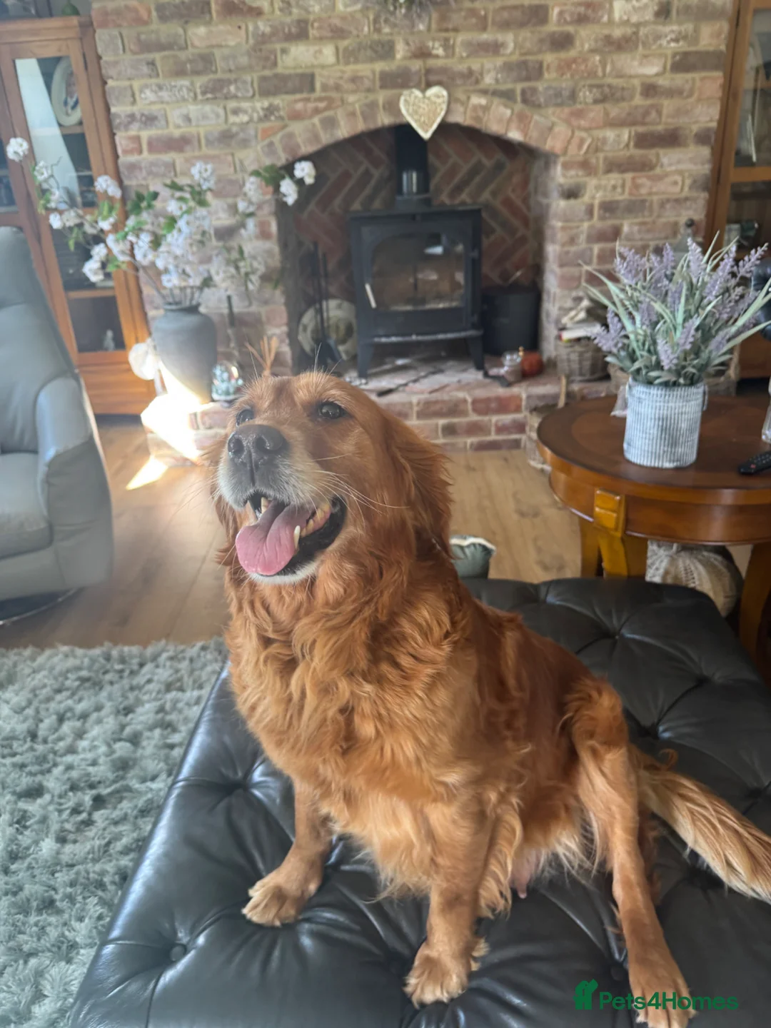 Golden Retriever dogs for sale: Something very special - Advert 1