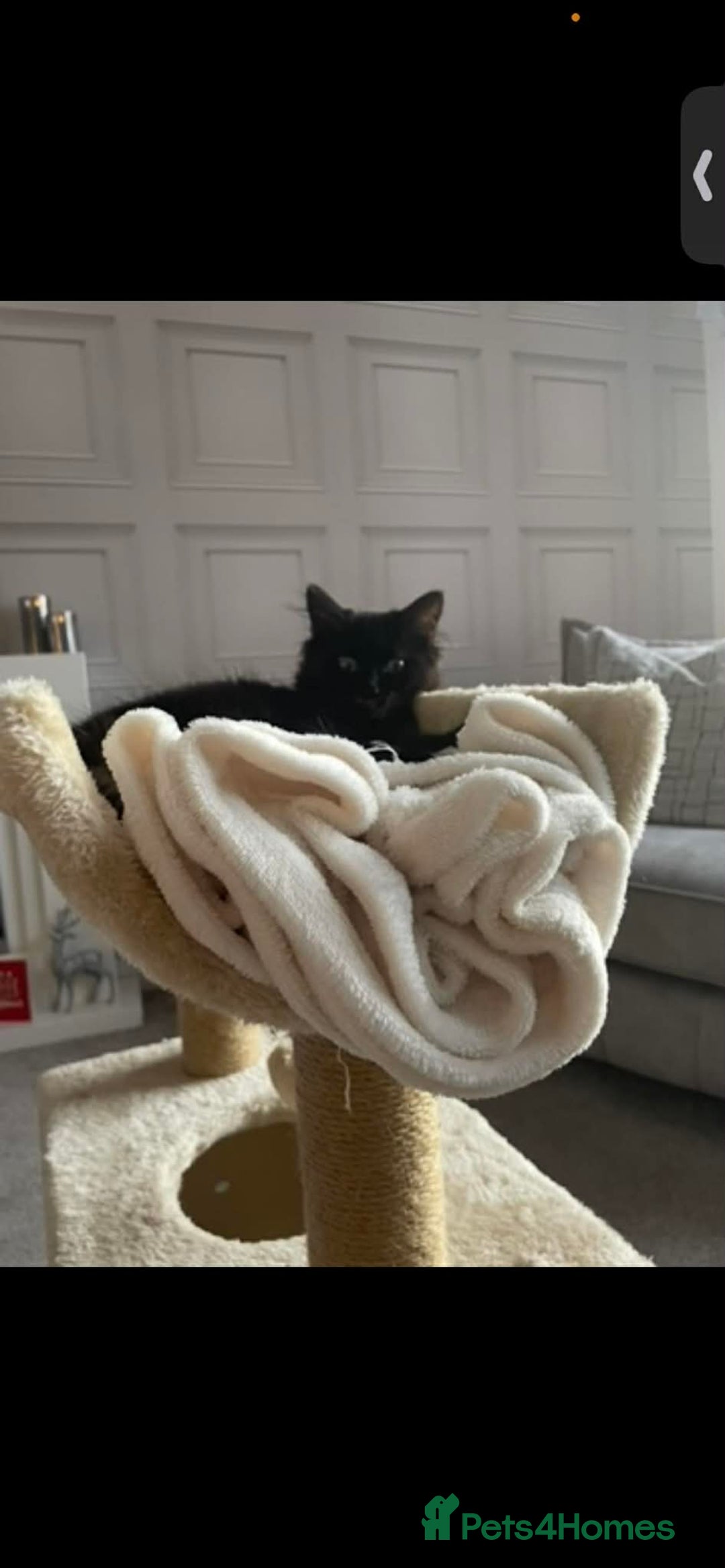 Mixed Breed cats for sale: Black female kitten  - Advert 2