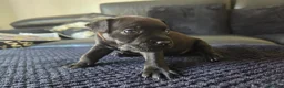 Patterdale Terrier dogs for sale: Patterdale Terrier Pups - Advert 1