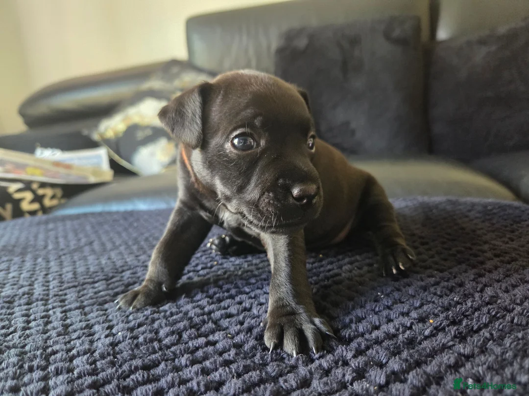 Patterdale Terrier dogs for sale: Patterdale Terrier Pups - Advert 1
