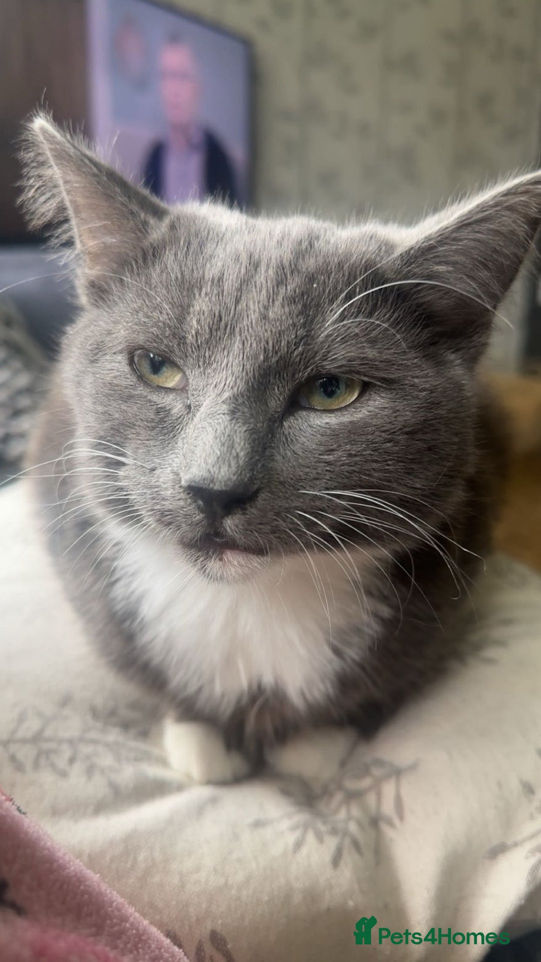 Mixed Breed cats for sale: 5 Male Mixed Cats - Image 3