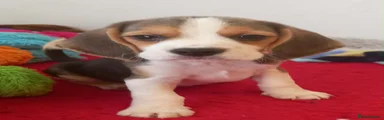 Beagle 4