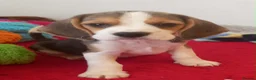 Beagle dogs for sale: KC Registered Beagle Puppies  - Advert 6