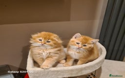 Scottish Fold cats for sale: Scottish fold/straight looking for home  - Image 34
