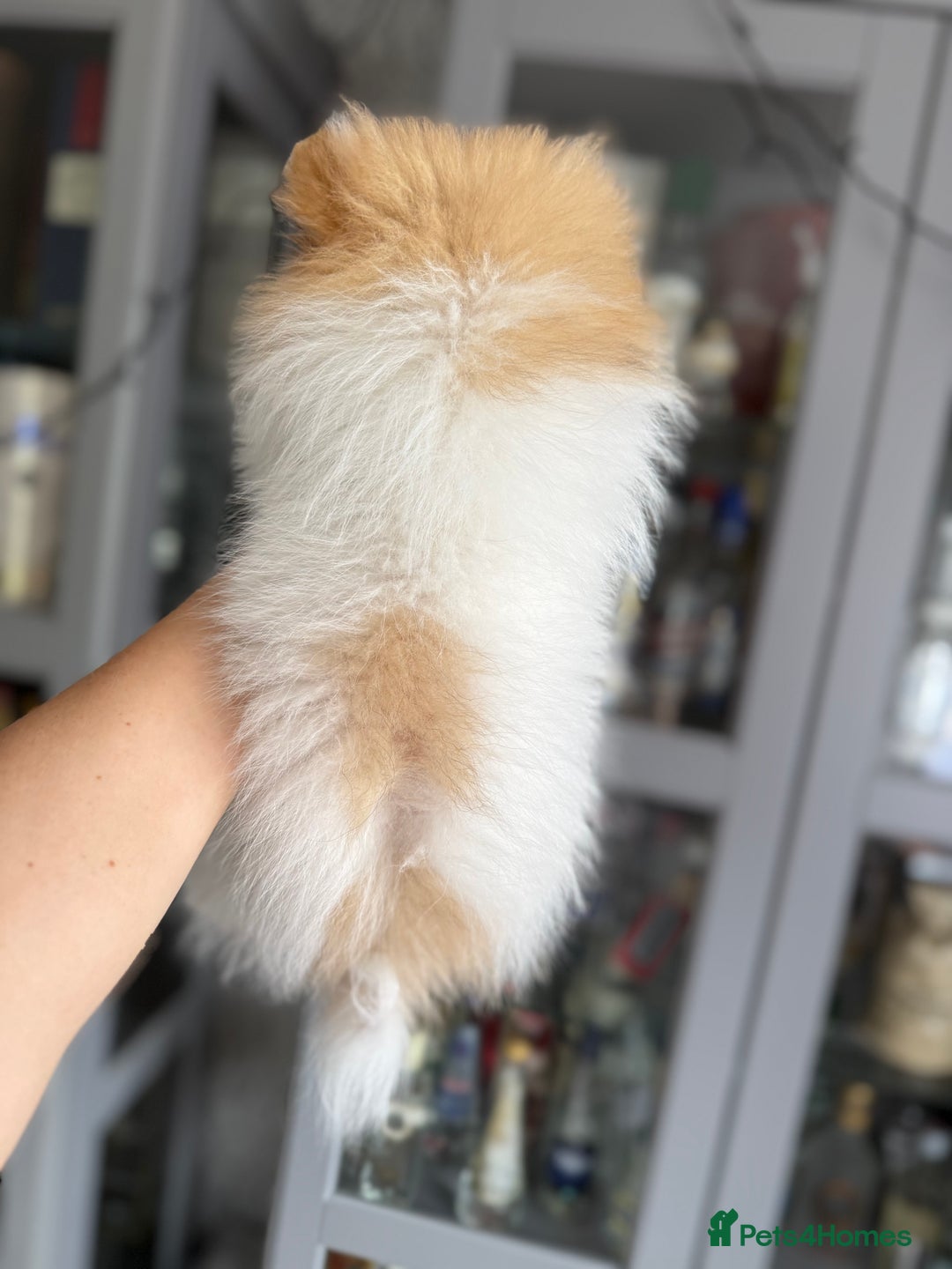 Pomeranian dogs for sale: Chocolate party & chocolate sable party Merle boys - Image 11