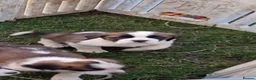 Saint Bernard dogs for sale: Beautiful saint Bernard puppies - Advert 21