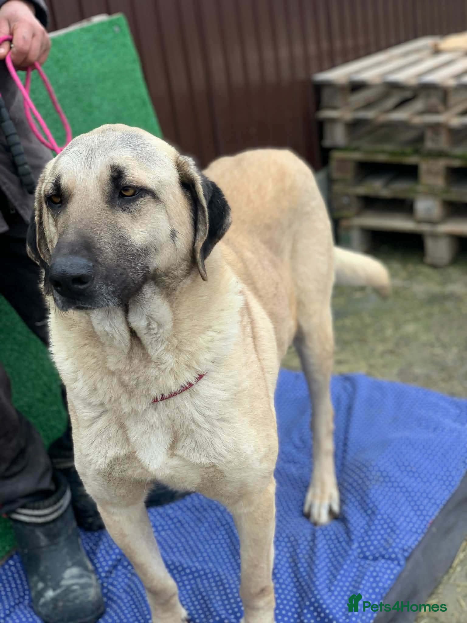 Mixed Breed dogs 🆘 NO FEE To Foster Phoenix - Urgent 🚨  - Advert 16